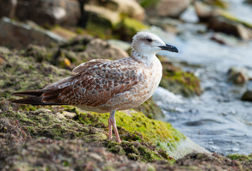 Seagull with pink legs standing on the rocky beach with green algae near the sea.