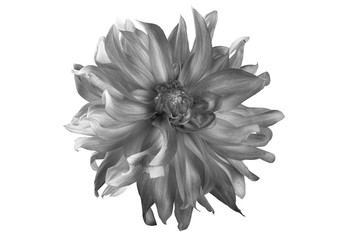 Black and white flower in isolation on a white background. For designers.