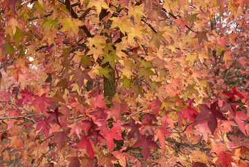 Liquidambar styraciflua