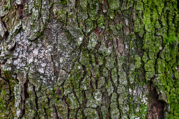 Tree trunk with green moss, closeup