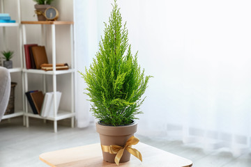 Pot with cypress tree on table in room