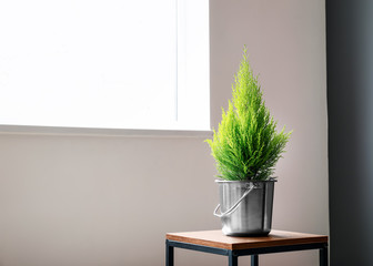 Pot with cypress tree on table in room