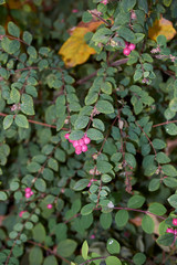Symphoricarpos chenaultii