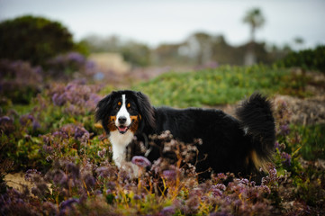 Bernese Mountain Dog portrait in purple flowers