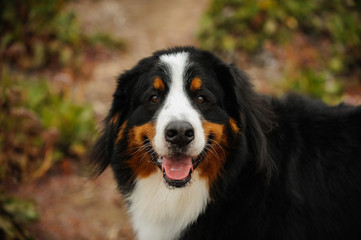 Bernese Mountain Dog outdoor portrait