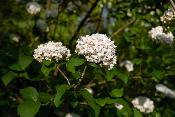 Viburnum carlcephalum