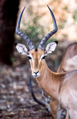 Naklejka na ściany i meble Impala, (Aepyceros melampus), Kruger National Park, Mpumalanga, South Africa, Africa