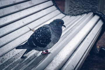 bird sitting on a bench, city bird, dove sitting on a white bench, one bird