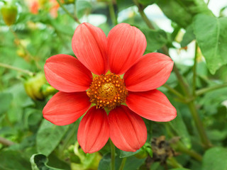 красный цветок