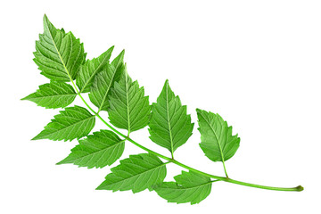 Tecoma leaf closeup on white