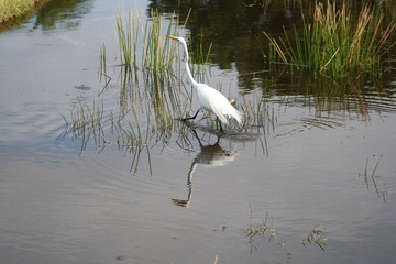 Great White Egret, bird, white, yellow bill, black legs and feet, pond, water, reeds, reflection