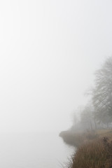 Trees on foggy river shoreline