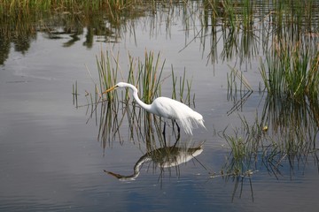 Great White Egret, bird, white, yellow bill, black legs and feet, pond, water, reeds, reflection