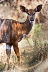 Nyala, (Tragelaphus angasii), Kruger National Park, Mpumalanga, South Africa, Africa