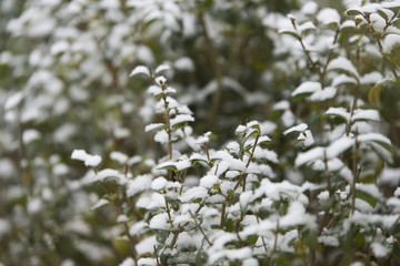 Hecke mit Schnee