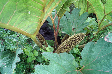 green plant - Clapper Bridge over Carrownisky River, Ireland County Mayo Killeen Bunlahinch