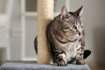 Cute cat on scratching post at home