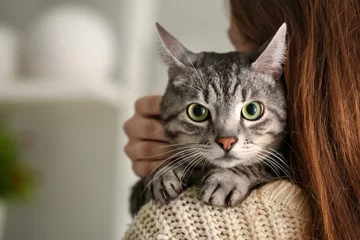 Foto auf Leinwand Süße Katze mit Besitzer zu Hause © Pixel-Shot