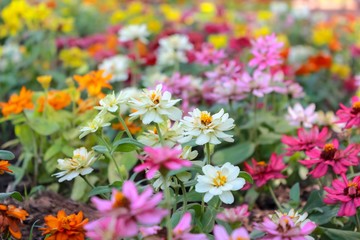 Colorful of Cosmos flowers blooming in the garden.