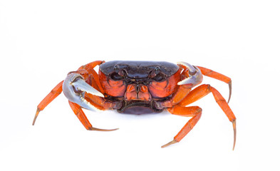 Beautiful red crab isolated on white background.