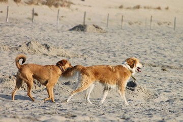 Fototapeta na wymiar Hunde am Sandstrand