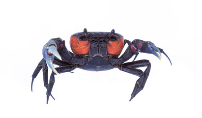 Beautiful red crab isolated on white background.