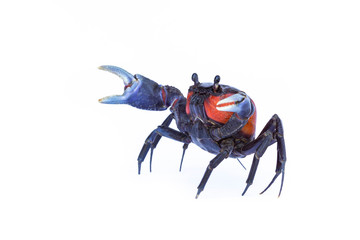 Beautiful red crab isolated on white background.