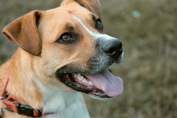 brauner Mischlingshund im Portrait