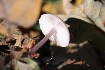 Mycena pura or Lilac Bonnet fungus