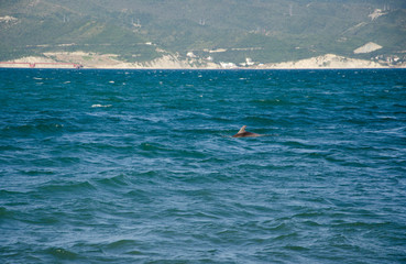 Obraz premium Novorossiysk