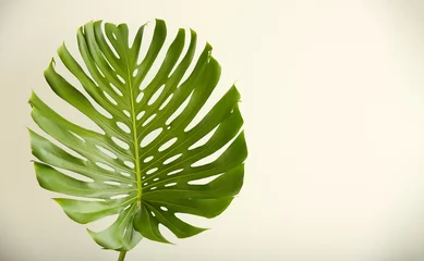 Rolgordijnen Monstera Groen tropisch blad op witte achtergrond