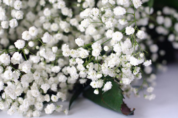 A bouquet of white gypsophila on a white background.