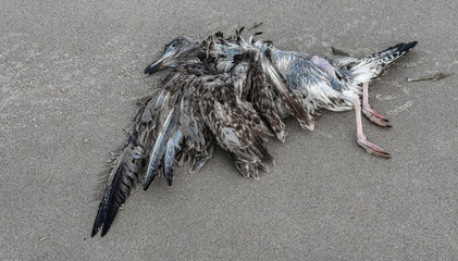 Vogelkadaver am Strand