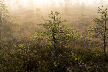 Sunrise in the bog landscape. Misty marsh, lakes nature environment background