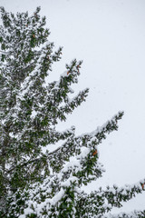 Fir Branch With Pine Cone And Snow Flakes