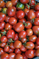 The tomato is harvested in the bucket