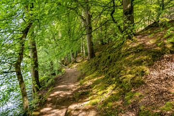 Fototapeta na wymiar Path through green forest with a lake on left side