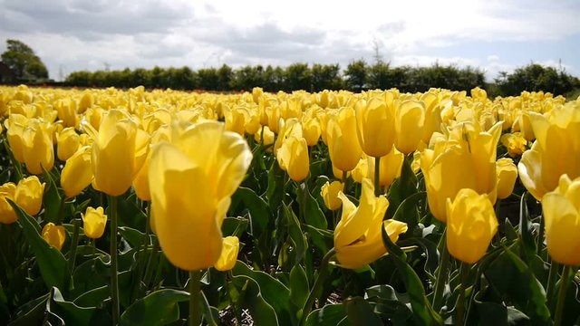 Panorama across the field with yellow tulips.