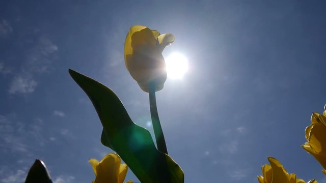 The sun shines through the yellow tulip.