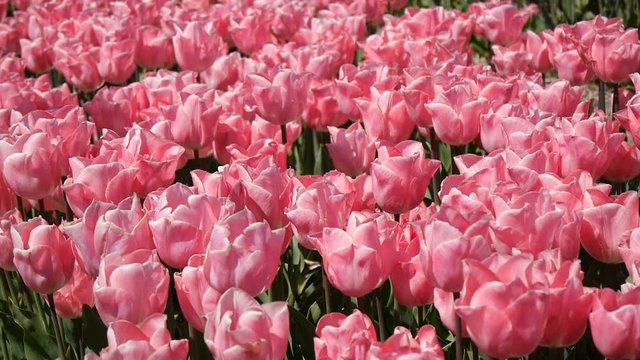 A field of pink tulips.