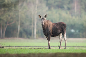 Mammal - bull moose (Alces)