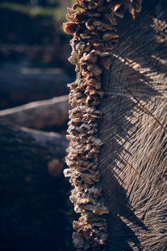 Row of mushrooms on tree