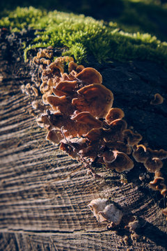 Row of mushrooms on tree