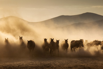 Landschap van wilde paarden die bij zonsondergang met stof op achtergrond lopen.