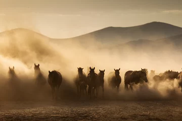 Zelfklevend Fotobehang Paard Landschap van wilde paarden die bij zonsondergang met stof op achtergrond lopen.