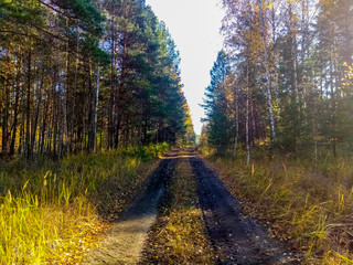 road in forest