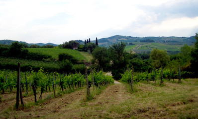 Fototapeta na wymiar Vineyard in Florence