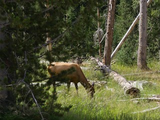 Forest view with an elk eating grass, partially hidden by tree branches  