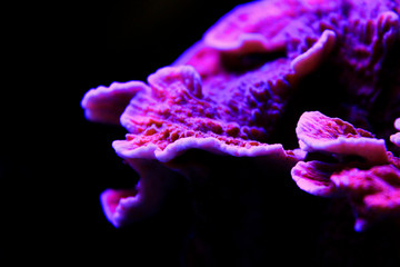 Naklejka premium Montipora Candy Cap Coral, - (Montipora capricornis)