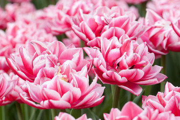fluffy red tulips with white border in the field or in the garden